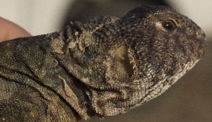  (Uromastyx ornata - FLI.0630)  @11 [ ] c  Unspecified Unspecified