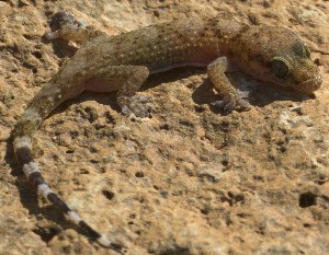  (Hemidactylus sp. 15 - FLI.0924)  @11 [ ] c  Unspecified Unspecified