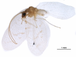  ( - BIOUG34592-A03)  @11 [ ] CreativeCommons - Attribution (2017) CBG Photography Group Centre for Biodiversity Genomics