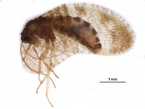  ( - BIOUG34592-B09)  @11 [ ] CreativeCommons - Attribution (2017) CBG Photography Group Centre for Biodiversity Genomics