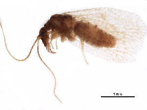  ( - BIOUG34592-C06)  @11 [ ] CreativeCommons - Attribution (2017) CBG Photography Group Centre for Biodiversity Genomics