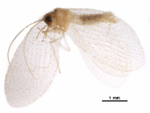  ( - BIOUG34592-D08)  @11 [ ] CreativeCommons - Attribution (2017) CBG Photography Group Centre for Biodiversity Genomics