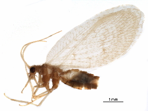  ( - BIOUG34592-D10)  @11 [ ] CreativeCommons - Attribution (2017) CBG Photography Group Centre for Biodiversity Genomics