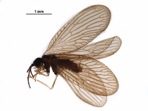  ( - BIOUG34592-E02)  @11 [ ] CreativeCommons - Attribution (2017) CBG Photography Group Centre for Biodiversity Genomics