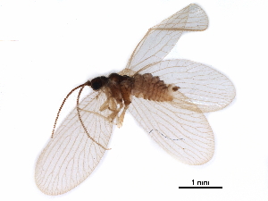  ( - BIOUG34592-E05)  @11 [ ] CreativeCommons - Attribution (2017) CBG Photography Group Centre for Biodiversity Genomics