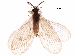  ( - BIOUG34592-E06)  @11 [ ] CreativeCommons - Attribution (2017) CBG Photography Group Centre for Biodiversity Genomics