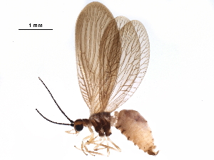  ( - BIOUG34592-E08)  @11 [ ] CreativeCommons - Attribution (2017) CBG Photography Group Centre for Biodiversity Genomics