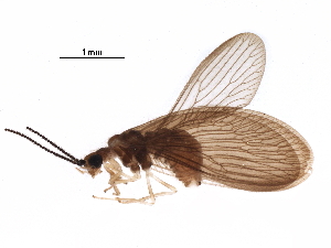  ( - BIOUG34592-E10)  @11 [ ] CreativeCommons - Attribution (2017) CBG Photography Group Centre for Biodiversity Genomics