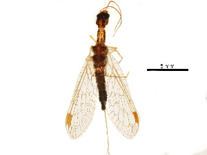  (Parainocellia braueri - BIOUG34593-A01)  @11 [ ] CreativeCommons - Attribution (2017) CBG Photography Group Centre for Biodiversity Genomics