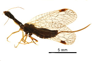  ( - BIOUG34593-A05)  @11 [ ] CreativeCommons - Attribution (2017) CBG Photography Group Centre for Biodiversity Genomics