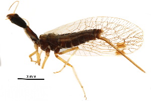  ( - BIOUG34593-A06)  @11 [ ] CreativeCommons - Attribution (2017) CBG Photography Group Centre for Biodiversity Genomics