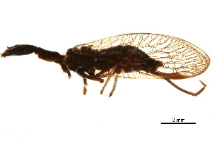  ( - BIOUG34593-A07)  @11 [ ] CreativeCommons - Attribution (2017) CBG Photography Group Centre for Biodiversity Genomics