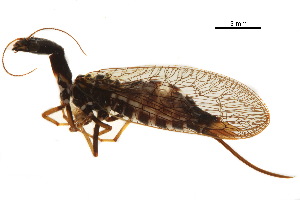  ( - BIOUG34593-A08)  @11 [ ] CreativeCommons - Attribution (2017) CBG Photography Group Centre for Biodiversity Genomics