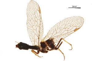  ( - BIOUG34593-A09)  @11 [ ] CreativeCommons - Attribution (2017) CBG Photography Group Centre for Biodiversity Genomics