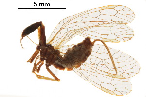  ( - BIOUG34593-A10)  @11 [ ] CreativeCommons - Attribution (2017) CBG Photography Group Centre for Biodiversity Genomics