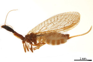  ( - BIOUG34593-A11)  @11 [ ] CreativeCommons - Attribution (2017) CBG Photography Group Centre for Biodiversity Genomics