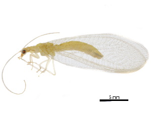  ( - BIOUG34593-E05)  @11 [ ] CreativeCommons - Attribution (2017) CBG Photography Group Centre for Biodiversity Genomics