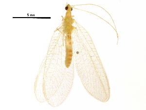  ( - BIOUG34593-F01)  @11 [ ] CreativeCommons - Attribution (2017) CBG Photography Group Centre for Biodiversity Genomics