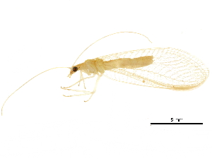  ( - BIOUG34593-F02)  @11 [ ] CreativeCommons - Attribution (2017) CBG Photography Group Centre for Biodiversity Genomics