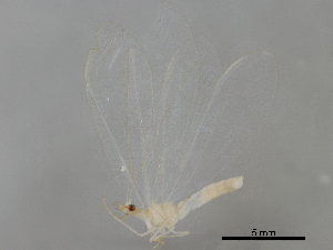  ( - BIOUG34593-F03)  @11 [ ] CreativeCommons - Attribution (2017) CBG Photography Group Centre for Biodiversity Genomics