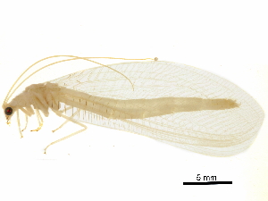  (Nineta carinthiaca - BIOUG34593-G02)  @11 [ ] CreativeCommons - Attribution (2017) CBG Photography Group Centre for Biodiversity Genomics