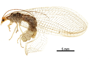  ( - BIOUG34593-G12)  @11 [ ] CreativeCommons - Attribution (2017) CBG Photography Group Centre for Biodiversity Genomics