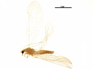  ( - BIOUG34593-H07)  @11 [ ] CreativeCommons - Attribution (2017) CBG Photography Group Centre for Biodiversity Genomics