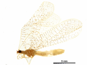  ( - BIOUG34594-A02)  @11 [ ] CreativeCommons - Attribution (2017) CBG Photography Group Centre for Biodiversity Genomics