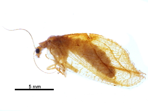  ( - BIOUG34594-A04)  @11 [ ] CreativeCommons - Attribution (2017) CBG Photography Group Centre for Biodiversity Genomics