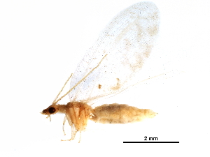  ( - BIOUG34594-A09)  @11 [ ] CreativeCommons - Attribution (2017) CBG Photography Group Centre for Biodiversity Genomics