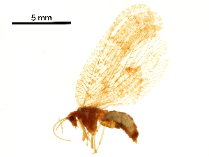  ( - BIOUG34594-B07)  @11 [ ] CreativeCommons - Attribution (2017) CBG Photography Group Centre for Biodiversity Genomics