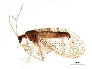  ( - BIOUG34594-B08)  @11 [ ] CreativeCommons - Attribution (2017) CBG Photography Group Centre for Biodiversity Genomics