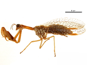  ( - BIOUG34594-B12)  @11 [ ] CreativeCommons - Attribution (2017) CBG Photography Group Centre for Biodiversity Genomics