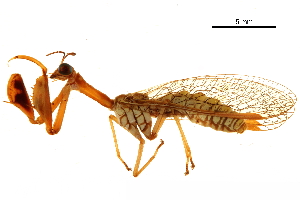  ( - BIOUG34594-C02)  @11 [ ] CreativeCommons - Attribution (2017) CBG Photography Group Centre for Biodiversity Genomics