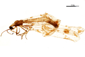  ( - BIOUG34594-C06)  @11 [ ] CreativeCommons - Attribution (2017) CBG Photography Group Centre for Biodiversity Genomics