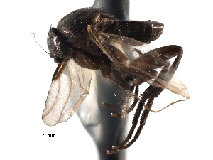  ( - BIOUG27991-B04)  @11 [ ] CreativeCommons - Attribution (2016) CBG Photography Group Centre for Biodiversity Genomics