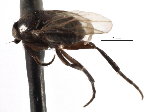  ( - BIOUG27991-B05)  @11 [ ] CreativeCommons - Attribution (2016) CBG Photography Group Centre for Biodiversity Genomics