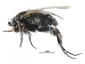  ( - BIOUG27991-G01)  @13 [ ] CreativeCommons - Attribution (2016) CBG Photography Group Centre for Biodiversity Genomics
