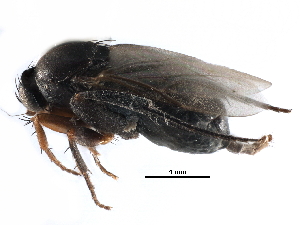  (Borophaga clavata - BIOUG27991-H07)  @15 [ ] CreativeCommons - Attribution (2016) CBG Photography Group Centre for Biodiversity Genomics