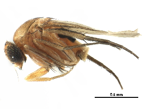  ( - BIOUG28751-C04)  @11 [ ] CreativeCommons - Attribution (2016) CBG Photography Group Centre for Biodiversity Genomics