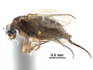  ( - BIOUG28751-G03)  @11 [ ] CreativeCommons - Attribution (2016) CBG Photography Group Centre for Biodiversity Genomics