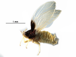  (Calophya triozomima - BIOUG28752-F04)  @11 [ ] CreativeCommons - Attribution (2016) CBG Photography Group Centre for Biodiversity Genomics
