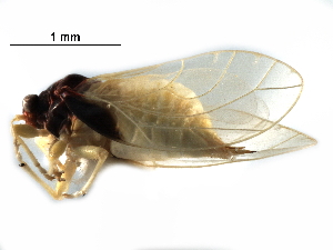  ( - BIOUG28752-F07)  @11 [ ] CreativeCommons - Attribution (2016) CBG Photography Group Centre for Biodiversity Genomics