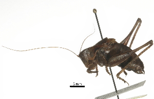  ( - BIOUG36799-G09)  @11 [ ] CreativeCommons - Attribution (2018) CBG Photography Group Centre for Biodiversity Genomics