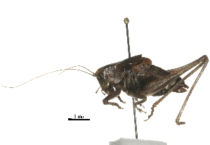  ( - BIOUG36799-G11)  @11 [ ] CreativeCommons - Attribution (2018) CBG Photography Group Centre for Biodiversity Genomics