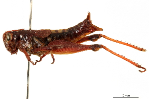  (Melanoplus mancus - BIOUG44550-D11)  @11 [ ] CreativeCommons - Attribution (2018) CBG Photography Group Centre for Biodiversity Genomics