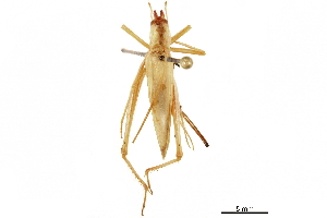  (Oecanthus latipennis - BIOUG44550-E06)  @11 [ ] CreativeCommons - Attribution (2018) CBG Photography Group Centre for Biodiversity Genomics