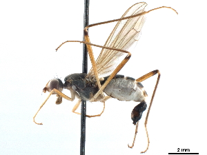  ( - CCDB-33291-A11)  @11 [ ] CreativeCommons - Attribution (2019) CBG Photography Group Centre for Biodiversity Genomics