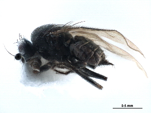  ( - CCDB-33291-C03)  @11 [ ] CreativeCommons - Attribution (2019) CBG Photography Group Centre for Biodiversity Genomics