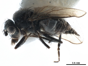  ( - CCDB-33291-C04)  @11 [ ] CreativeCommons - Attribution (2019) CBG Photography Group Centre for Biodiversity Genomics